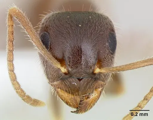 Lasius ponderosae specimen CASENT0106128 image casent0106128_2