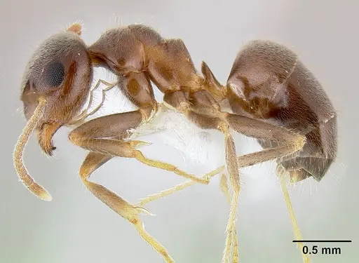 Lasius ponderosae specimen CASENT0106128 image casent0106128_3