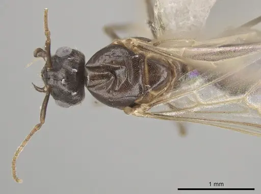 Lasius ponderosae specimen CASENT0639945 image casent0639945_1