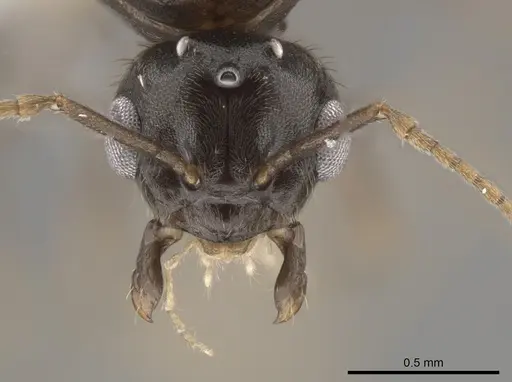 Lasius ponderosae specimen CASENT0639945 image casent0639945_2