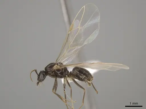 Lasius ponderosae specimen CASENT0639945 image casent0639945_3