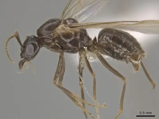 Lasius ponderosae specimen CASENT0639945 image casent0639945_4
