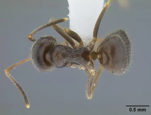 Lasius ponderosae specimen CASENT0732626 image casent0732626_1