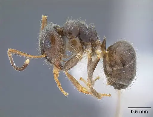 Lasius ponderosae specimen CASENT0732626 image casent0732626_3
