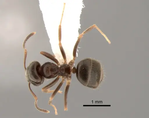 Lasius ponderosae specimen CASENT0882264 image casent0882264_1