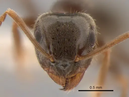 Lasius ponderosae specimen CASENT0882264 image casent0882264_2