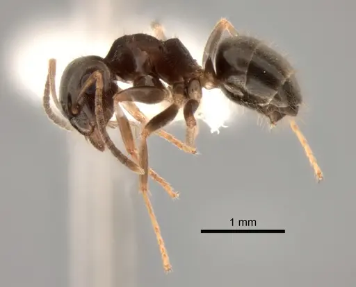 Lasius ponderosae specimen CASENT0882264 image casent0882264_3