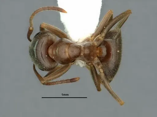 Lasius ponderosae specimen CASENT0883310 image casent0883310_1