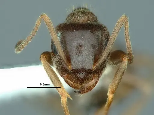 Lasius ponderosae specimen CASENT0883310 image casent0883310_2
