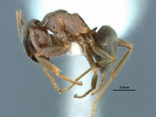 Lasius ponderosae specimen CASENT0883310 image casent0883310_3