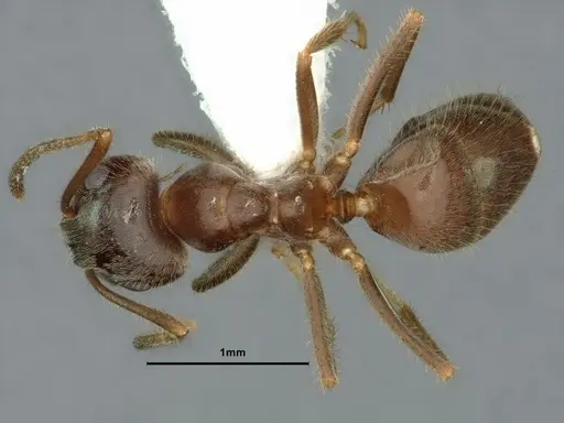 Lasius ponderosae specimen CASENT0883407 image casent0883407_1