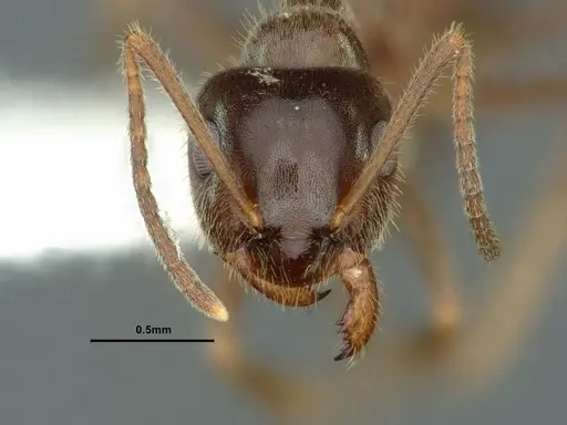 Lasius ponderosae specimen CASENT0883407 image casent0883407_2
