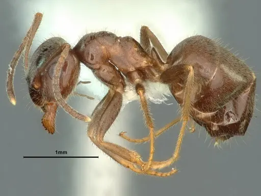 Lasius ponderosae specimen CASENT0883407 image casent0883407_3