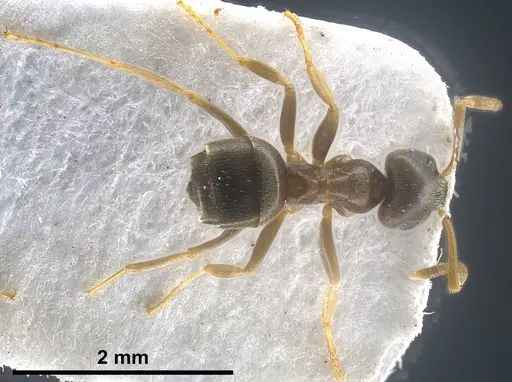 Lasius precursor specimen ANTWEB1041450 image antweb1041450_1
