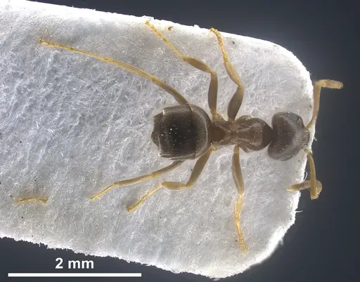 Lasius precursor specimen ANTWEB1041450 image antweb1041450_2