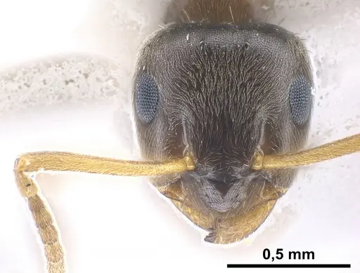 Lasius precursor specimen ANTWEB1041450 image antweb1041450_3