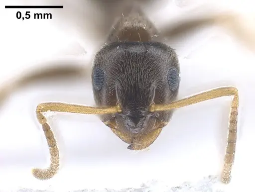 Lasius precursor specimen ANTWEB1041450 image antweb1041450_4