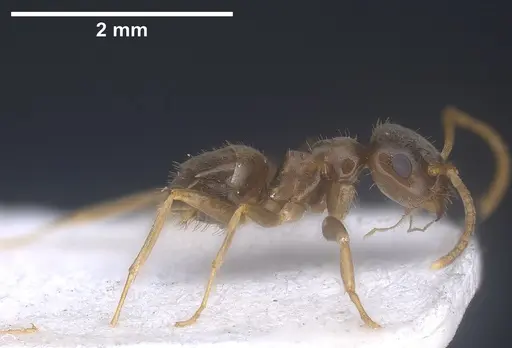 Lasius precursor specimen ANTWEB1041450 image antweb1041450_5