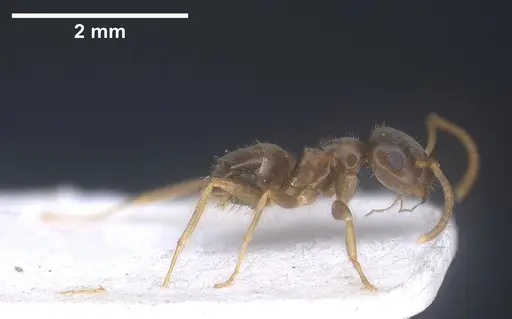 Lasius precursor specimen ANTWEB1041450 image antweb1041450_6