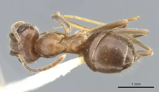 Lasius productus specimen CASENT0903217 image casent0903217_1
