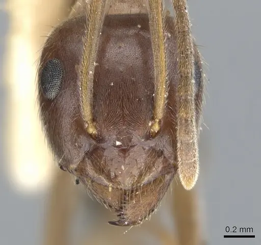 Lasius productus specimen CASENT0903217 image casent0903217_2