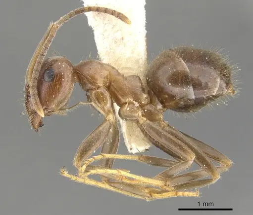 Lasius productus specimen CASENT0903217 image casent0903217_3