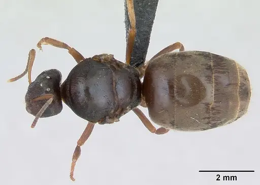 Lasius psammophilus specimen CASENT0172728 image casent0172728_1