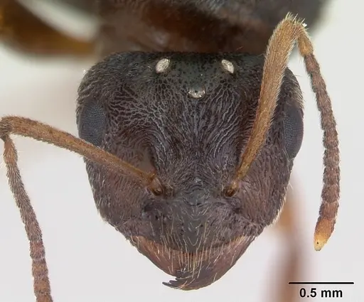 Lasius psammophilus specimen CASENT0172728 image casent0172728_2