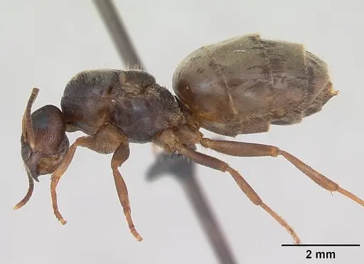 Lasius psammophilus specimen CASENT0172728 image casent0172728_3