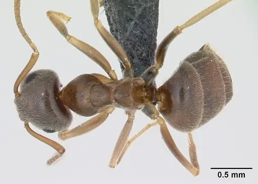 Lasius psammophilus specimen CASENT0172733 image casent0172733_1