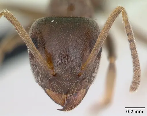 Lasius psammophilus specimen CASENT0172733 image casent0172733_2
