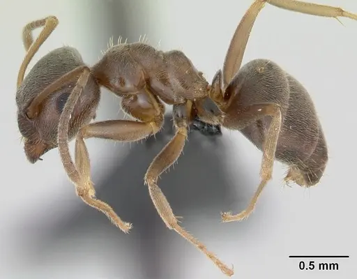 Lasius psammophilus specimen CASENT0172733 image casent0172733_3