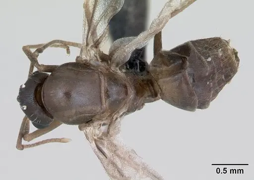 Lasius psammophilus specimen CASENT0172734 image casent0172734_1