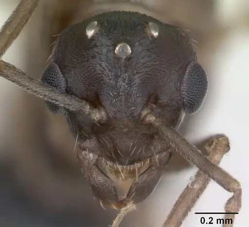 Lasius psammophilus specimen CASENT0172734 image casent0172734_2