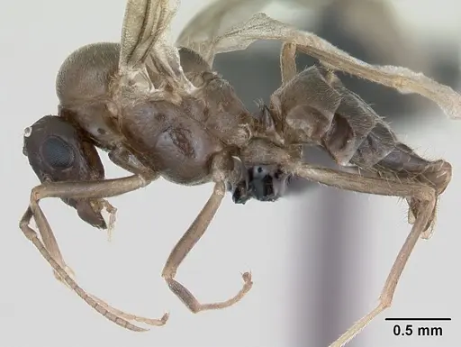 Lasius psammophilus specimen CASENT0172734 image casent0172734_3