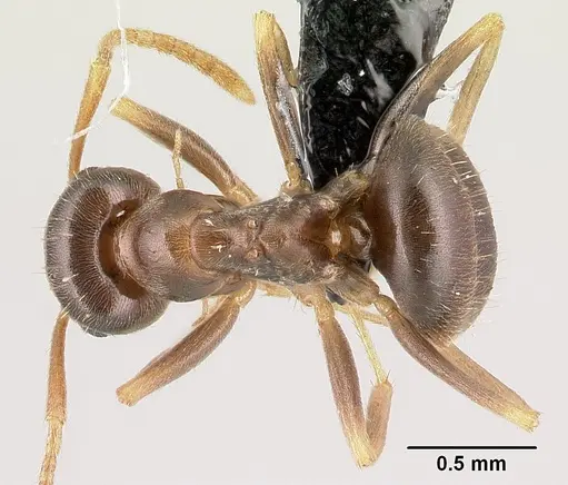 Lasius psammophilus specimen CASENT0179885 image casent0179885_1