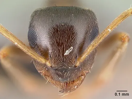 Lasius psammophilus specimen CASENT0179885 image casent0179885_2