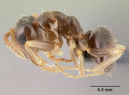 Lasius psammophilus specimen CASENT0179885 image casent0179885_3