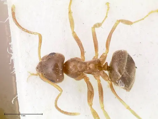 Lasius psammophilus specimen FOCOL0752 image focol0752_1
