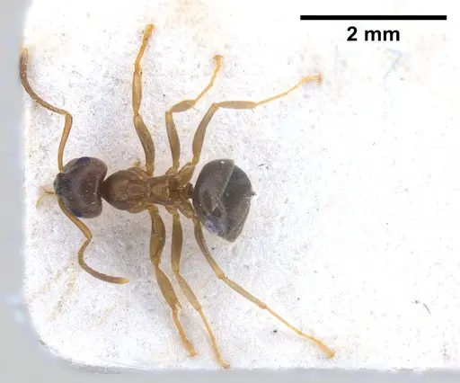 Lasius psammophilus specimen FOCOL0752 image focol0752_2