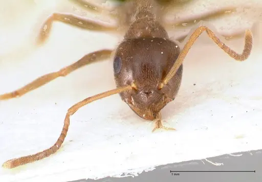 Lasius psammophilus specimen FOCOL0752 image focol0752_3
