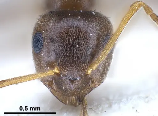 Lasius psammophilus specimen FOCOL0752 image focol0752_4