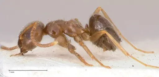 Lasius psammophilus specimen FOCOL0752 image focol0752_5
