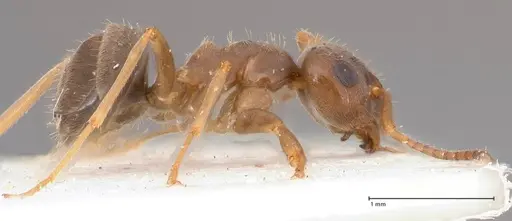 Lasius psammophilus specimen FOCOL0752 image focol0752_6