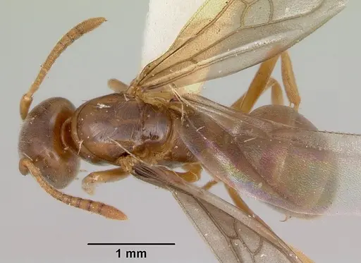 Lasius pubescens specimen CASENT0103495 image casent0103495_1