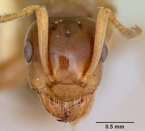 Lasius pubescens specimen CASENT0103495 image casent0103495_2
