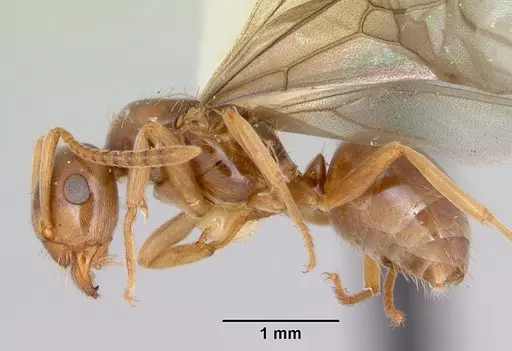 Lasius pubescens specimen CASENT0103495 image casent0103495_3
