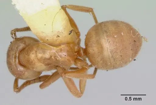 Lasius pubescens specimen CASENT0103497 image casent0103497_1