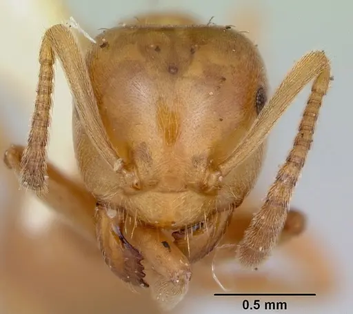 Lasius pubescens specimen CASENT0103497 image casent0103497_2