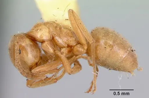Lasius pubescens specimen CASENT0103497 image casent0103497_3